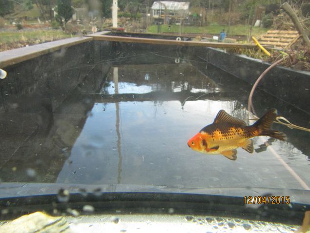 Fant en overvintret gullfisk i ene dammen.