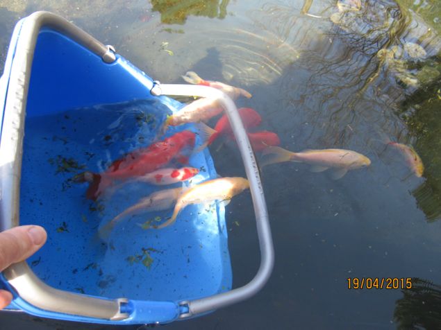 Gullfisken på plass i dammen.