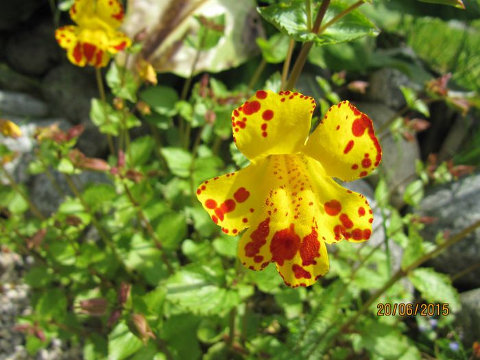 Nr.18.Gjøgle(mimilus).sumpplante.Ca 40.cm,blomstrer hele sommeren.