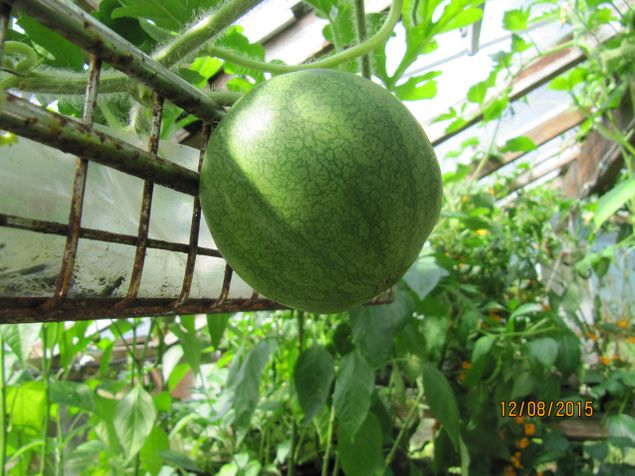 Vannmelonen vokser fra dag til dag.